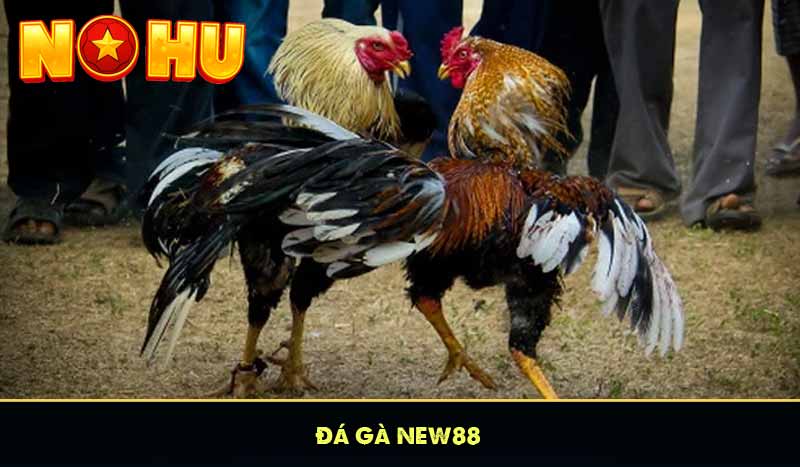 Đá Gà NEW88